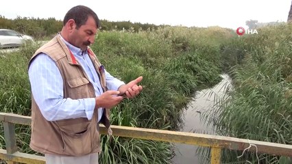 Bursa'daki toplu balık ölümleri için flaş açıklama