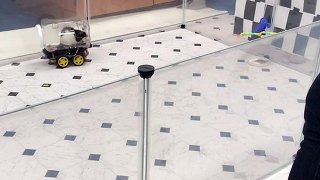 Scientists Taught Rats To Drive Miniature Cars