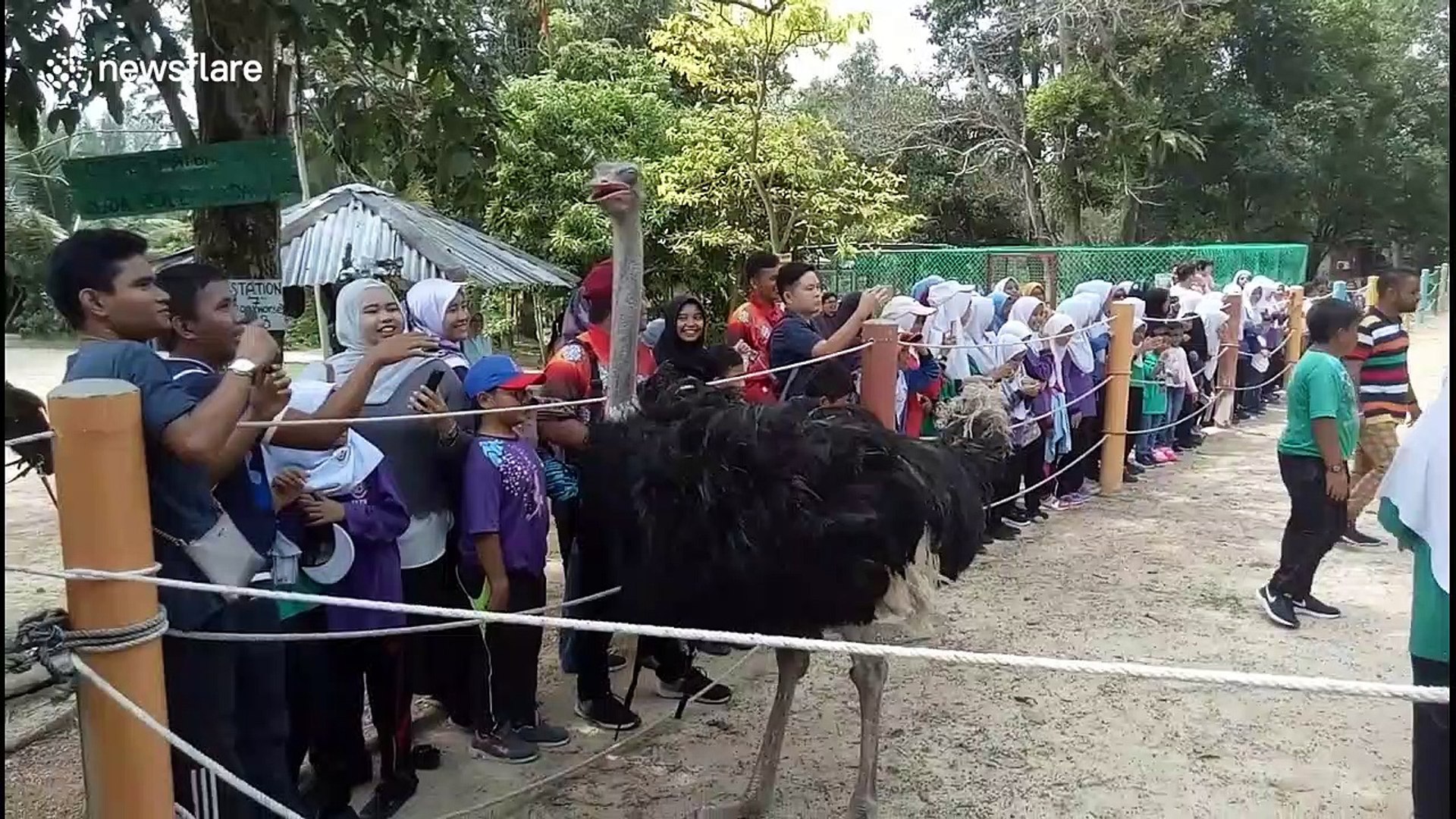 Group of schoolkids race against 'superstar' ostrich in Malaysia