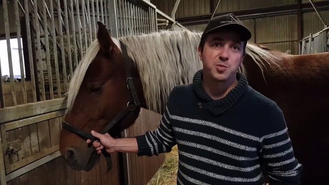 Pouilley-les-Vignes. Le comtois, un cheval qui franchit tous les obstacles