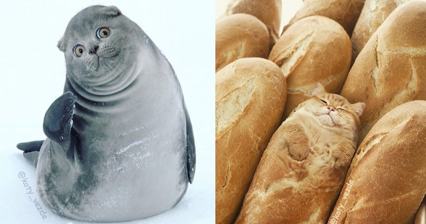 Passionné de félins, cet artiste imagine ce à quoi les choses ressembleraient si elles avaient des têtes de chats