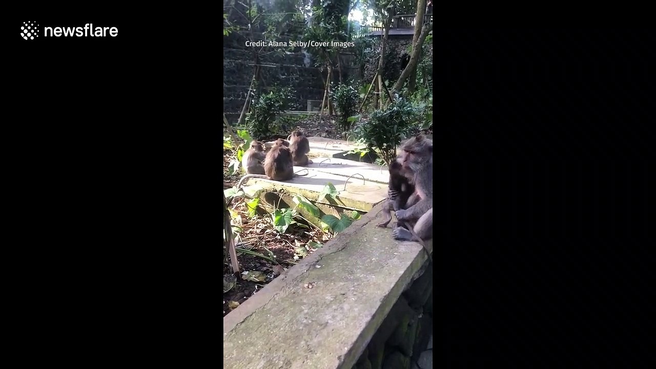 There was no getting away for this cheeky monkey! Baby macaque tries and fails to escape from its mum