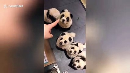 Chinese pet cafe receives backlash after dying dogs to make them look like pandas