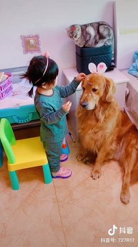 Cute Puppy Videos That Melt Viewers' Hearts - Verry Funny Dog Ever