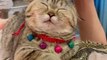 Try Not To Laugh With The Funniest Cats On Earth