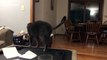 Cat fails jumping into basket