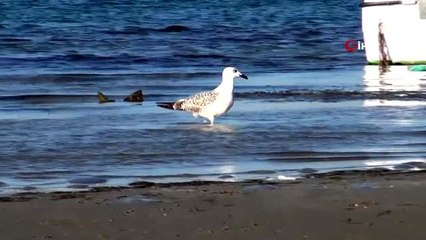 Marmaraereğlisi'nde deniz 15 metre çekildi