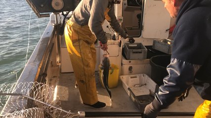 Pêche au bar à bord du Helena
