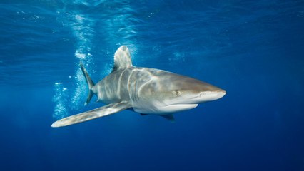Tourist Loses Both Hands in Rare Shark Attack During Whale-watching Trip in French Polynesia