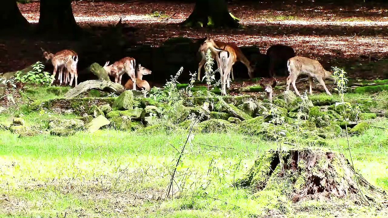 Wildgehege in Bad Driburg