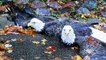 Cops Came To Rescue Of Two Eagles In Sticky Situation