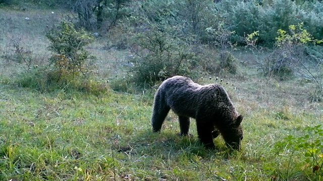 Ours marsicain Abruzzes 2019