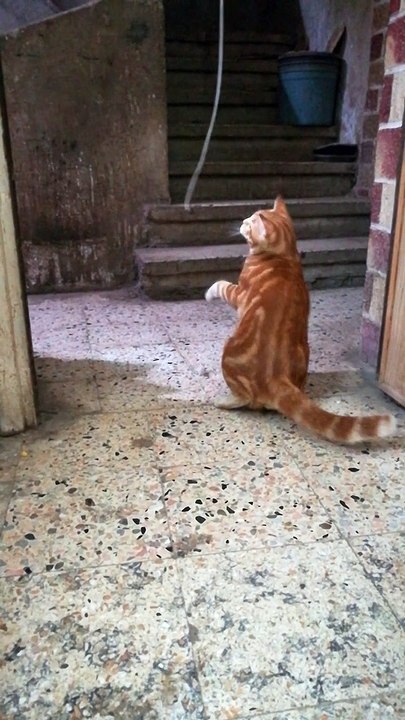 funny cat playing with hanged robe