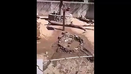 Des singes s'amusent à plonger dans la boue et adorent ça