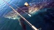 Ce grand requin blanc s'approche dangereusement de pêcheurs