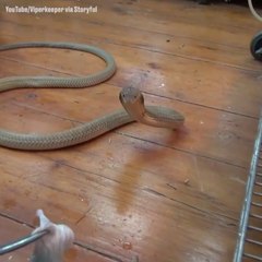 Il donne à manger à son cobra royal de compagnie