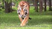 Ce tigre est en pleine chasse... au zoo