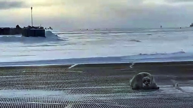 Un gros phoque bloque une piste d'atterrissage d'aéroport et ne veut plus en bouger