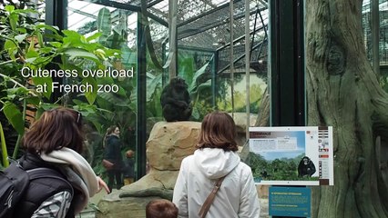 Baby chimp born at French zoo