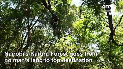 From hotbed of crime to joggers' paradise: Nairobi forest thrives