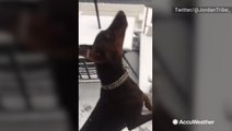 This Doberman takes trying to catch snowflakes to the extreme