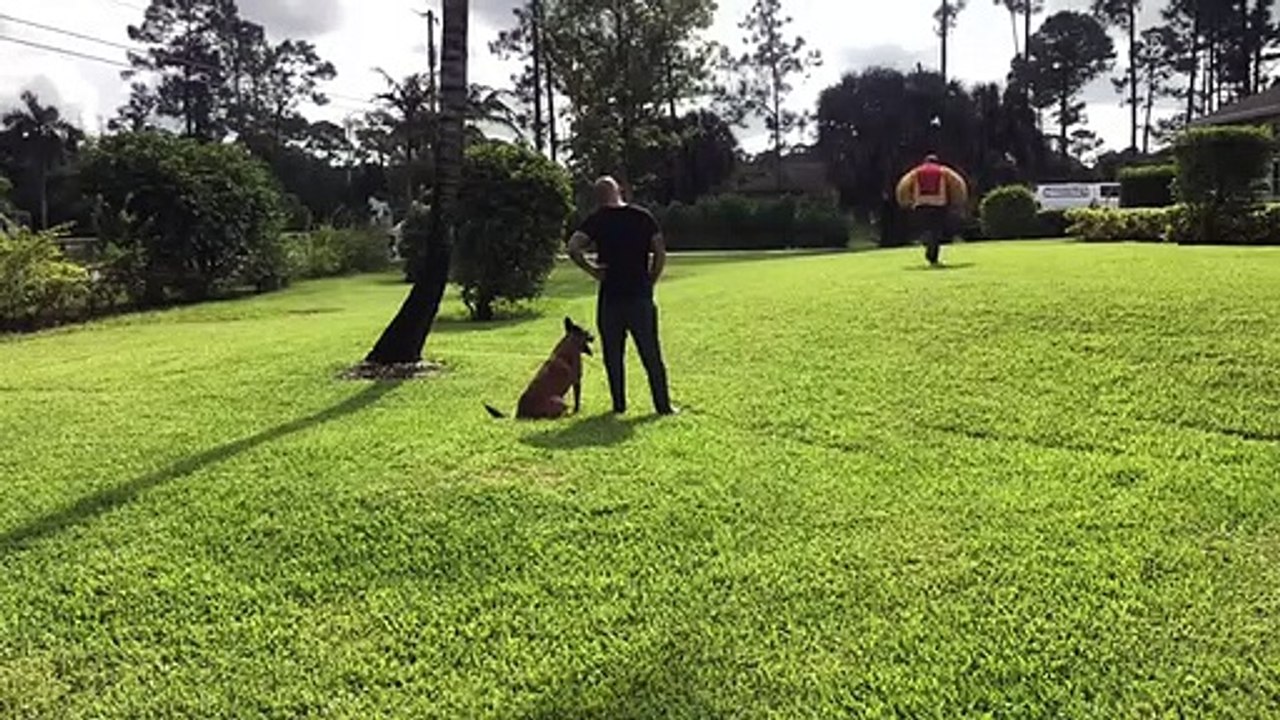 A Belgian Malinois Family Protection Dogs for sale  Fine Line Family K9