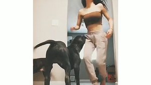Real Sexy Pitbull  Dog lover || Don't forget||