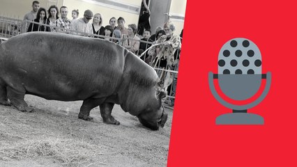 « Jumbo doit sortir de ce cirque qui le maltraite gravement »