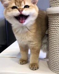 Regardez comment ce chat manifeste sa colère. Trop chou !