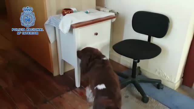 Desarticulada la mayor organización de distribución de hachís por toda España