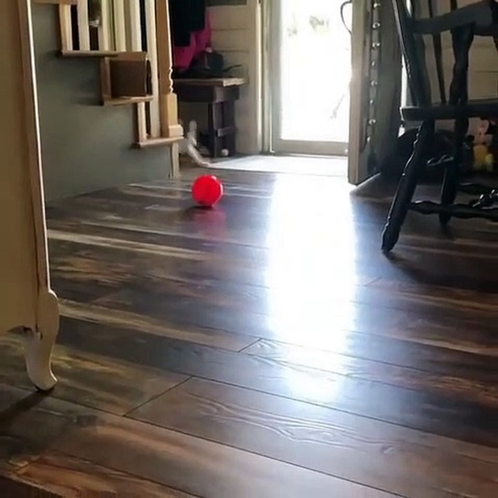 Le handicap n'est pas un obstacle, en voici la preuve avec cet adorable chat !