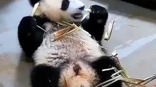 Surpris, la réaction de ce panda vaut de l'or. Un spectacle adorable !
