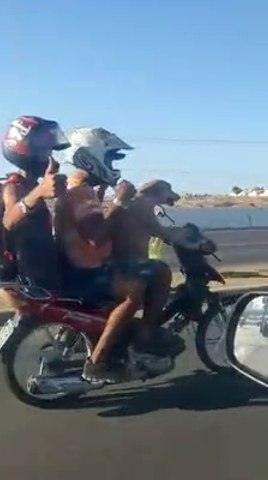 VÍDEO: Lo que nos faltaba por ver, un perro conduciendo una moto (y es  real) - Vídeo Dailymotion