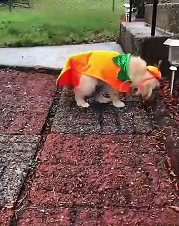 Ce chien s'est épris d'amitié avec un masque. trop chou !