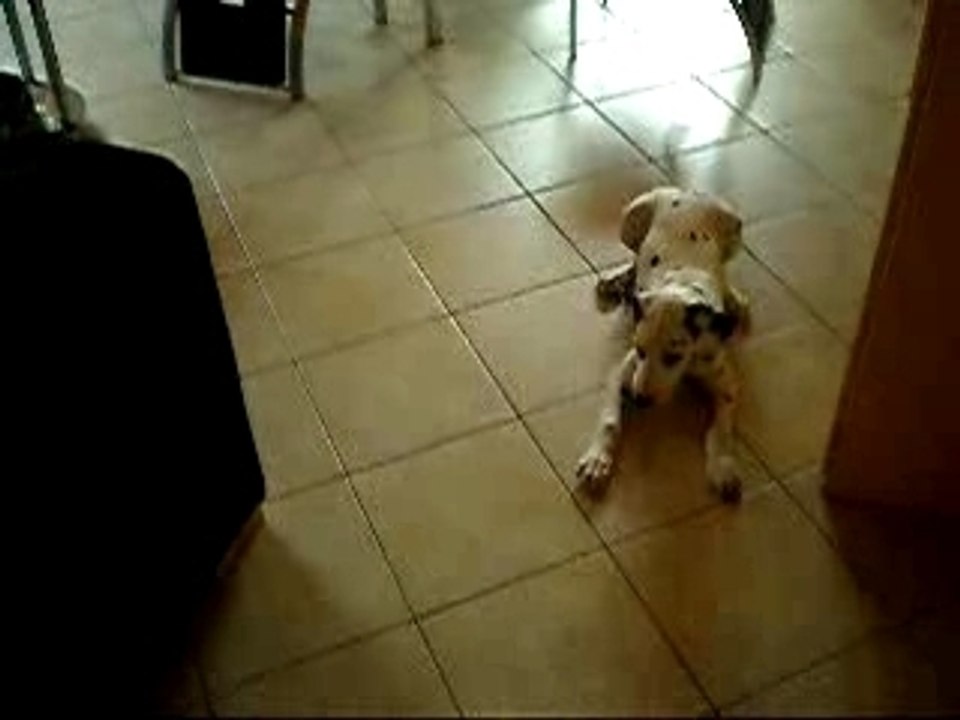 Cody contre le balet