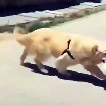 Incroyable sauvetage ! Cet admirable chien est un véritable héros, il sauve un chaton d'une mort certaine