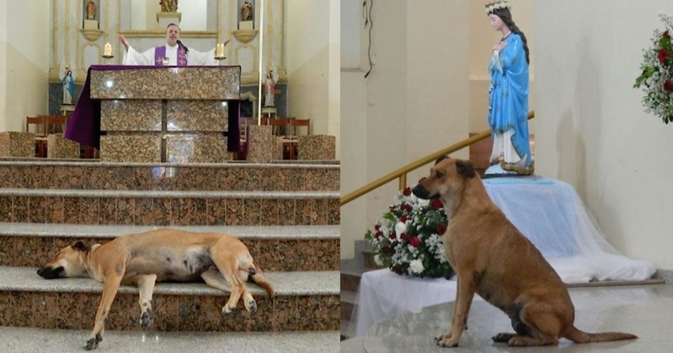 Des chiens errants assistent à toutes les messes de ce prêtre qui les a recueillis