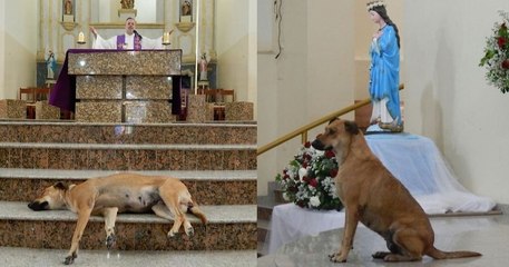 Des chiens errants assistent à toutes les messes de ce prêtre qui les a recueillis
