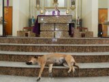 Ce prêtre amène des chiens errants à la messe pour qu’ils se fassent adopter