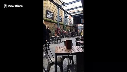 Great Dane spotted riding in motorbike sidecar through London