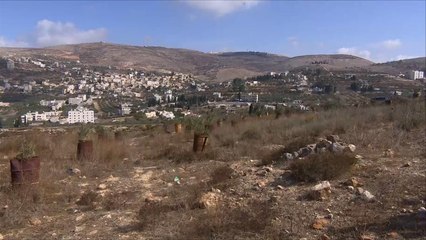 المستوطنون يصعدون اعتداءاتهم بموسم قطف الزيتون