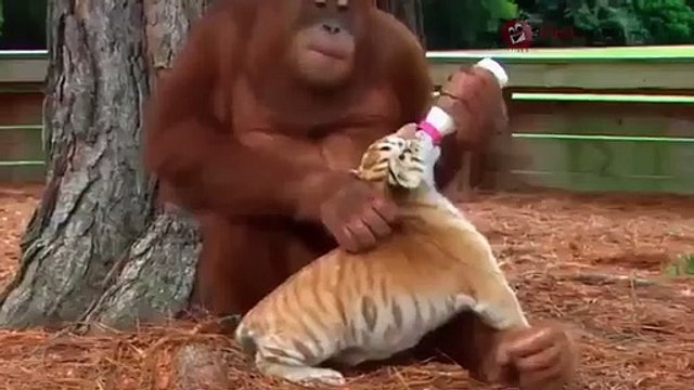 Orangutan Adopts 3 Tiger Babies | Oneindia Malayalam