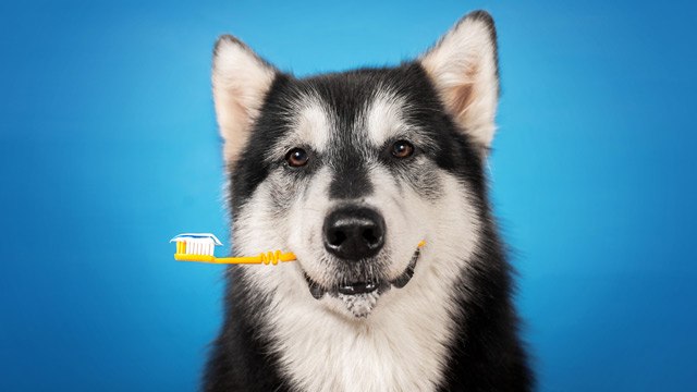 Cómo lavar los dientes a tu perro