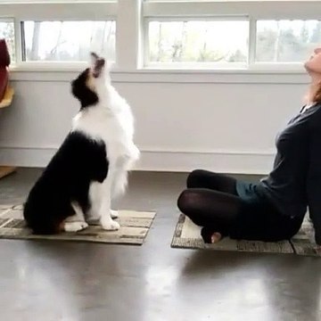 Ce brave touotu et sa maitresse sont en plein cours de yoga. Bizarrement, le gros chien reste très concentré