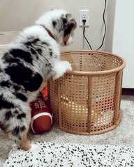 Trop drole ! Un lapin dans un corps de chien