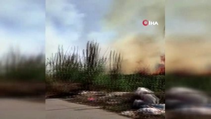 Hamile kaplumbağa alevlerden kaçabildi, ezilmekten kurtulamadı