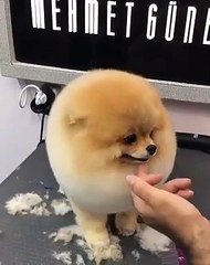 Admirez la princesse des chihuahuas avec sa couronne. Toute magnifique  ... Séance deToilettage parfaite