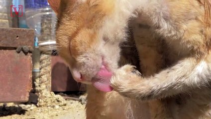 House Unanimously Passes Bill To Make Animal Cruelty A Federal Crime