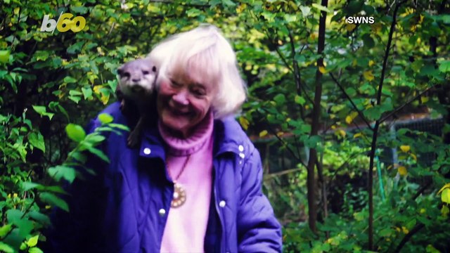 Woman Dedicated to Raising and Saving Otters Often Walks Around Town with One on Her Shoulders
