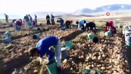 Patates toplayan işçiler asker selamı eşliğinde kova fırlattı